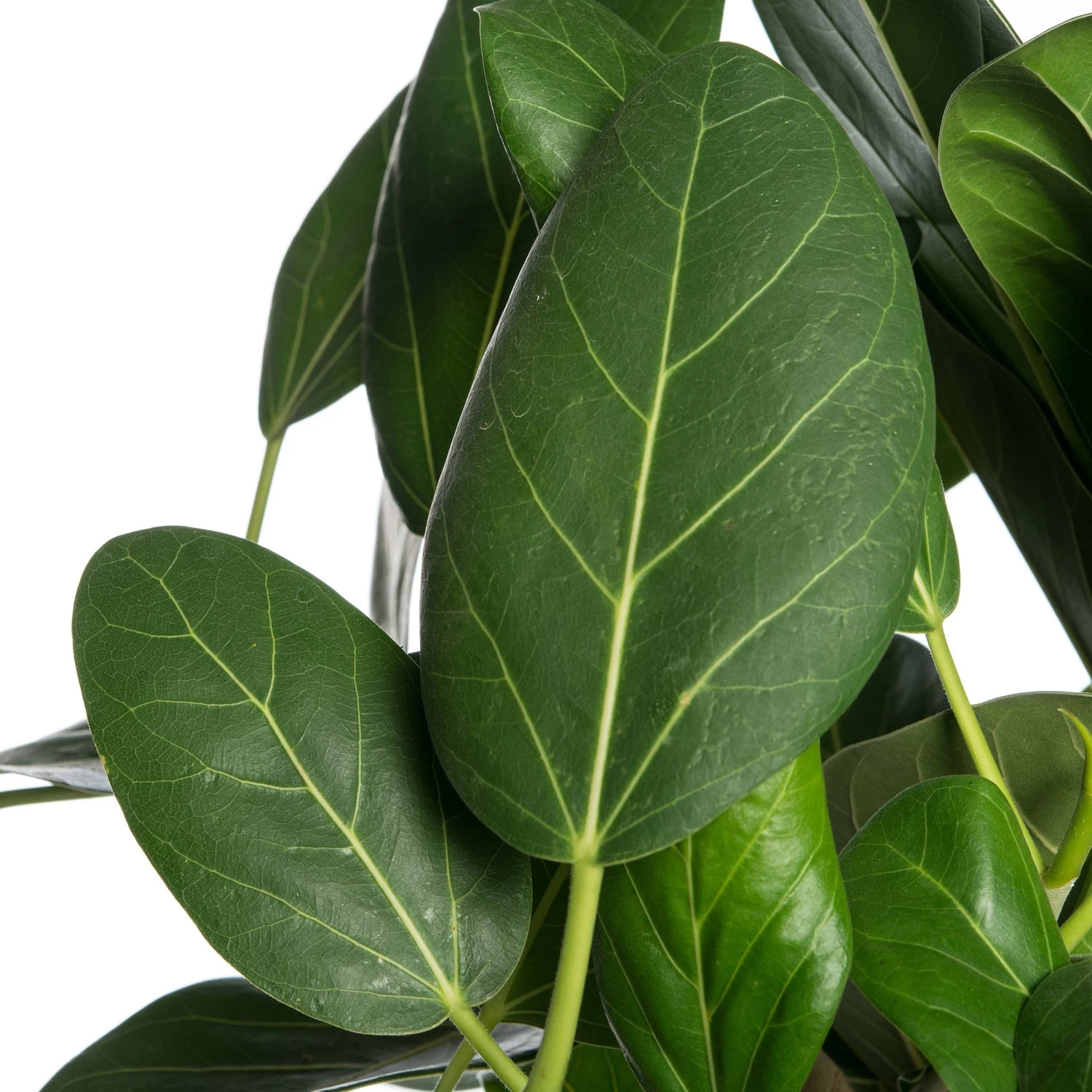 Banyanvijg (Ficus Bengalensis 'Audrey') D 24 H 90 Cm 2 Banyanvijg (Ficus Bengalensis 'Audrey') D 24 H 90 Cm - Afbeelding 2