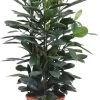 Groene Vijg (Ficus Cyathistipula) D 34 H 130 Cm