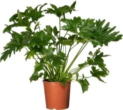 Philodendron (Philodendron Selloum) D 30 H 100 Cm