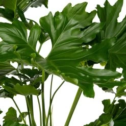 Philodendron (Philodendron Selloum) D 30 H 100 Cm -Kortingswinkel Voor Kamerplanten 8717263720690 2 1