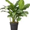 Aglaonema (Aglaonema 'Silver Moon') D 24 H 70 Cm