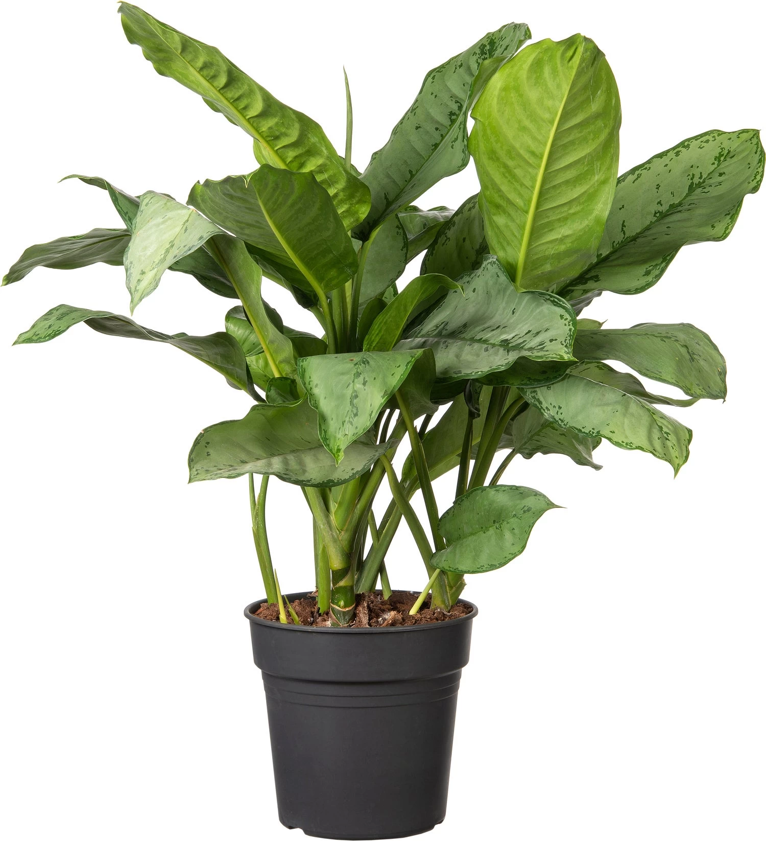 Aglaonema (Aglaonema 'Silver Moon') D 24 H 70 Cm 2 Aglaonema (Aglaonema 'Silver Moon') D 24 H 70 Cm - Afbeelding 2