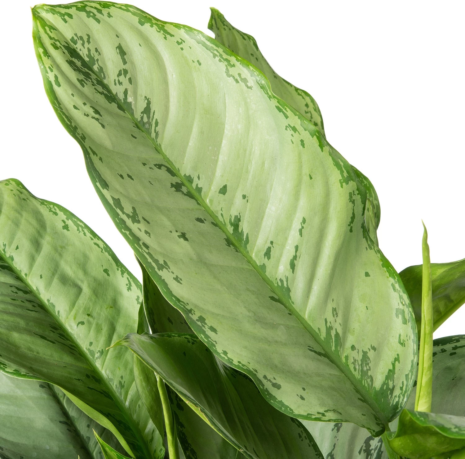 Aglaonema (Aglaonema 'Silver Moon') D 24 H 70 Cm 3 Aglaonema (Aglaonema 'Silver Moon') D 24 H 70 Cm - Afbeelding 3