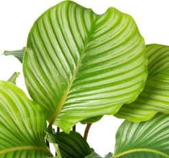 Calathea (Calathea Orbifolia) D 21 H 45 Cm -Kortingswinkel Voor Kamerplanten 8717263721185 2 1