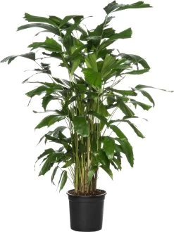 Vissenstaartpalm (Caryota Mitis ) D 31 H 160 Cm
