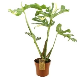 Bonte Gatenplant (Monstera Deliciosa 'Thai Constellation') D 21 H 75 Cm