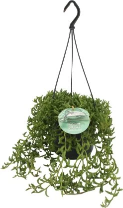 Kruiskruid (Senecio Peregrinus) D 15 H 25 Cm