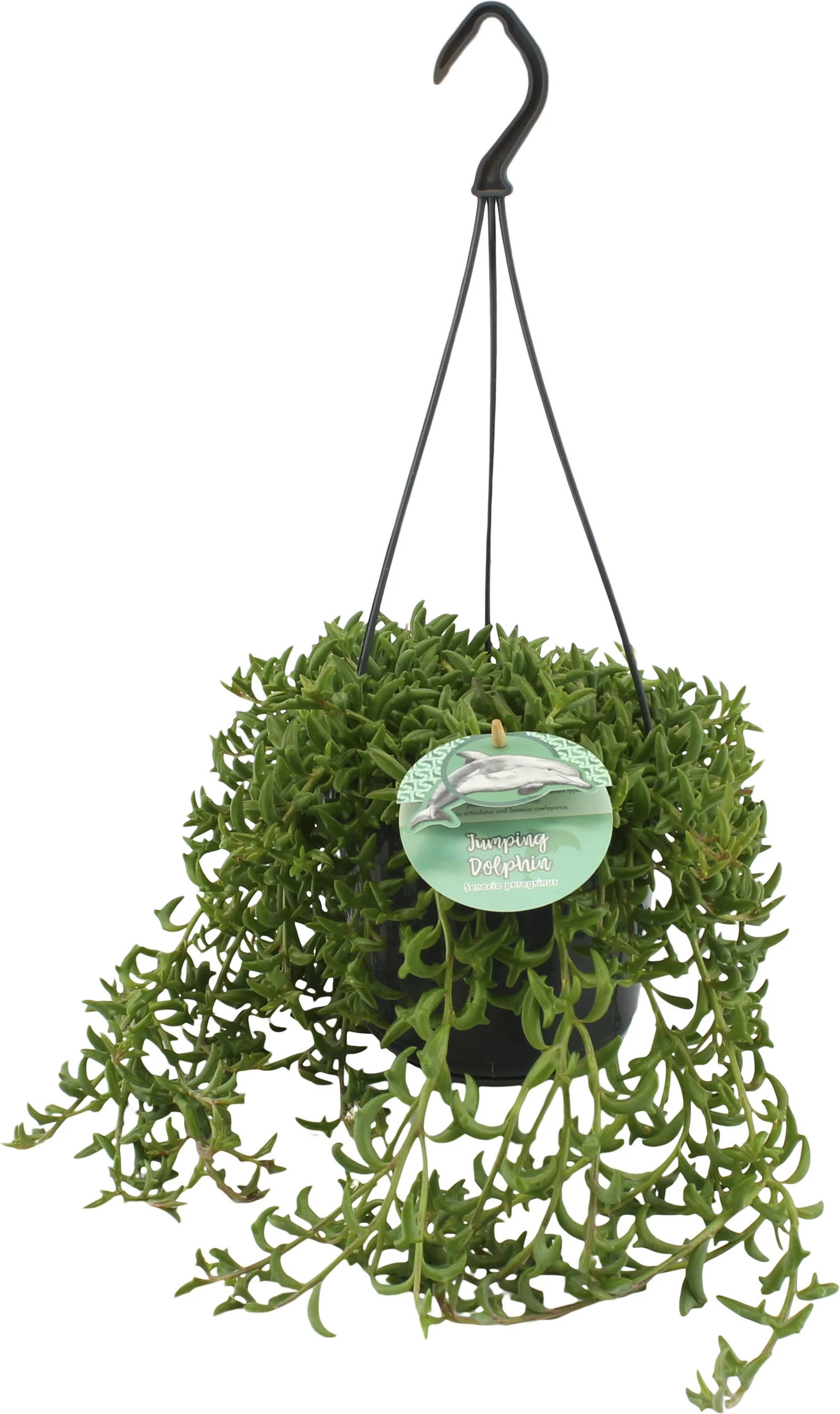 Kruiskruid (Senecio Peregrinus) D 15 H 25 Cm 1 Kruiskruid (Senecio Peregrinus) D 15 H 25 Cm