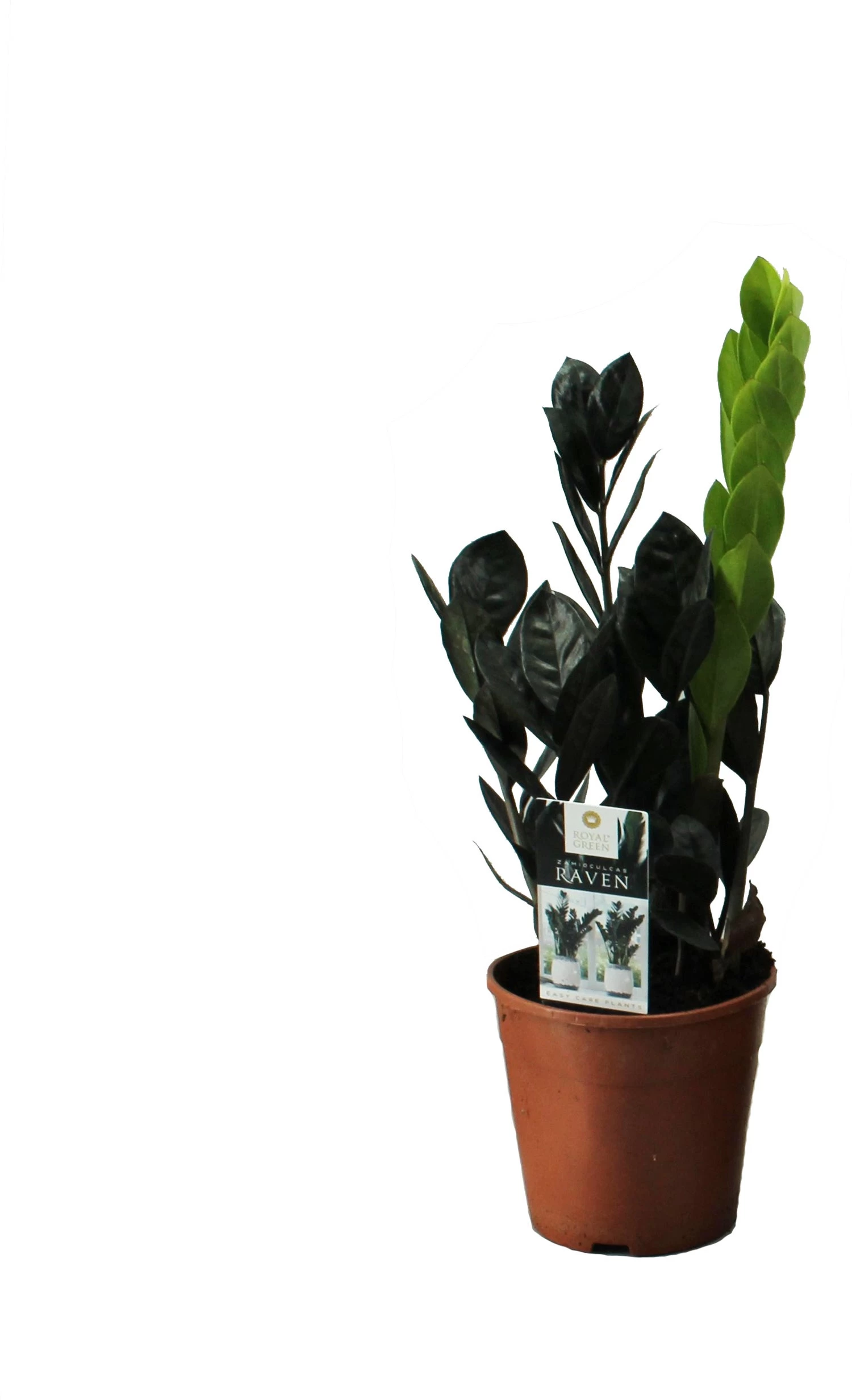 Zwarte Zamioculcas (Zamioculcas 'Raven') D 14 H 45 Cm 1 Zwarte Zamioculcas (Zamioculcas 'Raven') D 14 H 45 Cm
