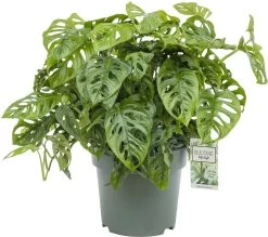 Gatenplant (Monstera Obliqua ) D 27 H 65 Cm