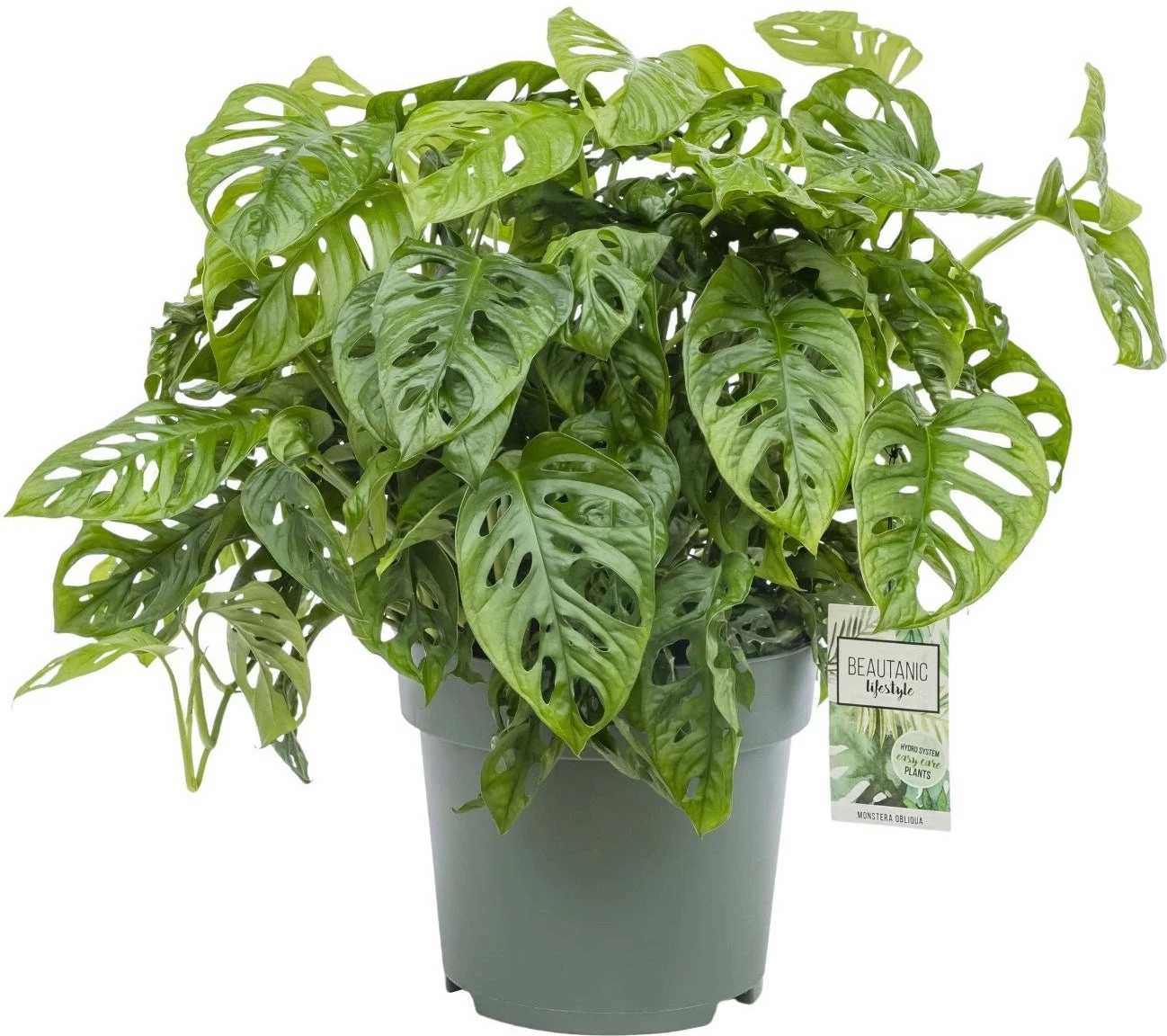 Gatenplant (Monstera Obliqua ) D 27 H 65 Cm 1 Gatenplant (Monstera Obliqua ) D 27 H 65 Cm