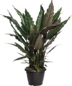 Alocasia (Alocasia Lauterbachiana) D 35 H 120 Cm