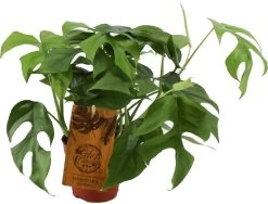 Philodendron (Philodendron Minima) D 15 H 40 Cm