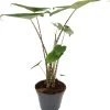 Olifantsoor (Alocasia Zebrina) D 17 H 60 Cm
