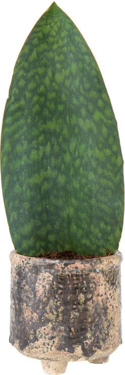 Vrouwentong (Sansevieria Masoniana 'Victoria') D 14 H 45 Cm