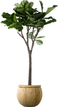 Vioolbladplant Op Stam (Ficus Lyrata) D 30 H 150 Cm