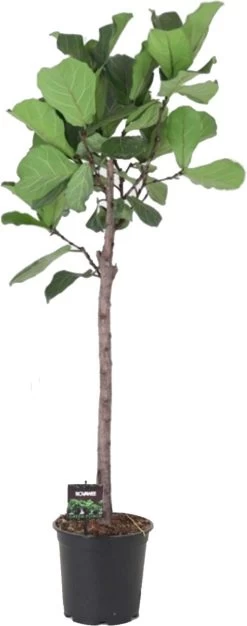 Vioolbladplant Op Stam (Ficus Lyrata) D 32 H 170 Cm