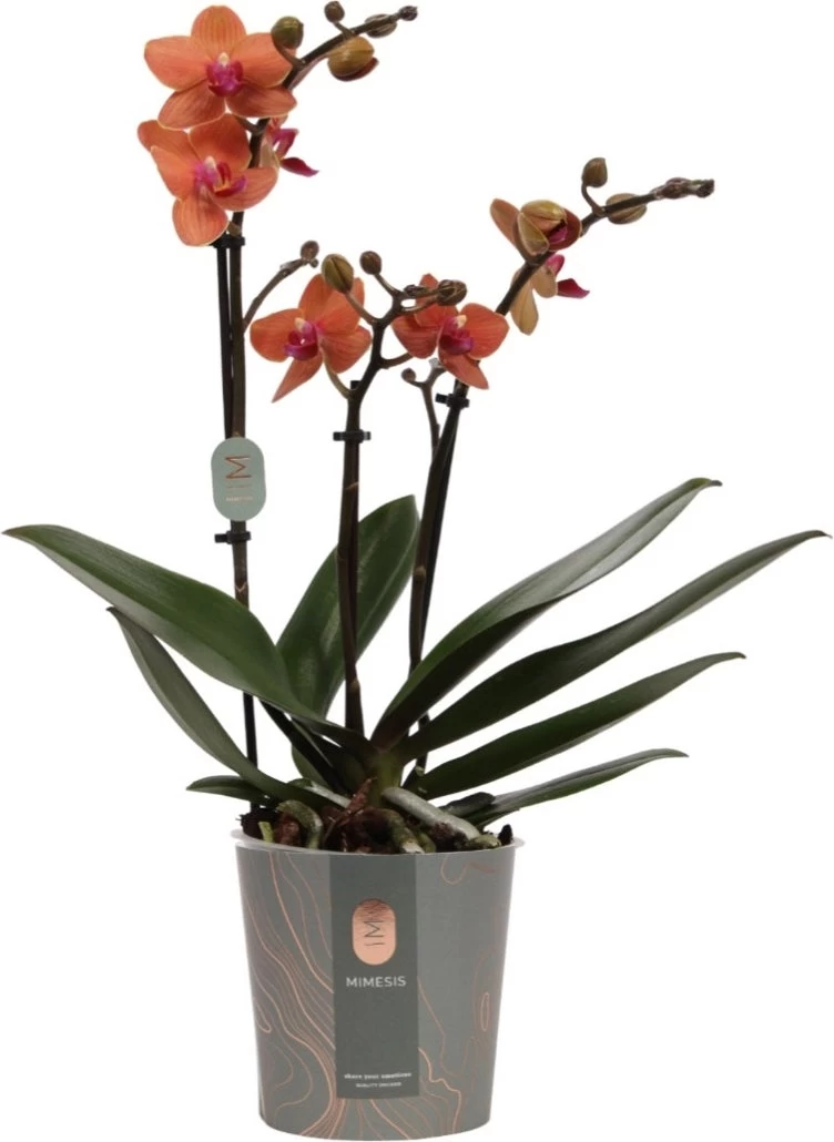 Vlinderorchidee (Phalaenopsis Multiflora) Oranje D 12 H 50 Cm 1 Vlinderorchidee (Phalaenopsis Multiflora) Oranje D 12 H 50 Cm