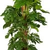 Gatenplant Met Mosstok (Monstera Pertusum) D 35 H 150 Cm