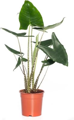 Olifantsoor (Alocasia 'Zebrina') D 27 H 110 Cm