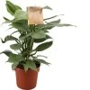 Philodendron (Philodendron Hastatum) D 17 H 40 Cm
