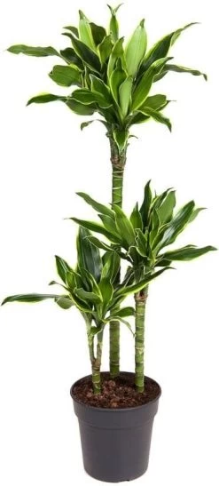 Drakenbloedboom (Dracaena Fragrans 'Gold Coast') D 21 H 110 Cm