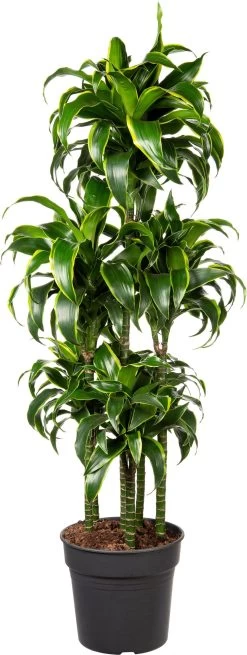 Drakenbloedboom (Dracaena Fragrans (C) ' Dorado') D 31 H 140 Cm