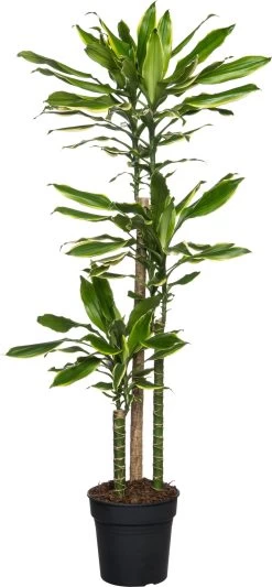 Drakenbloedboom (Dracaena Fragrans 'Gold Coast') D 24 H 130 Cm