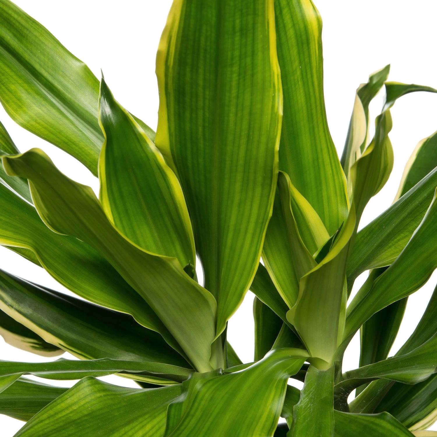 Drakenbloedboom (Dracaena Fragrans 'Gold Coast') D 24 H 130 Cm 2 Drakenbloedboom (Dracaena Fragrans 'Gold Coast') D 24 H 130 Cm - Afbeelding 2