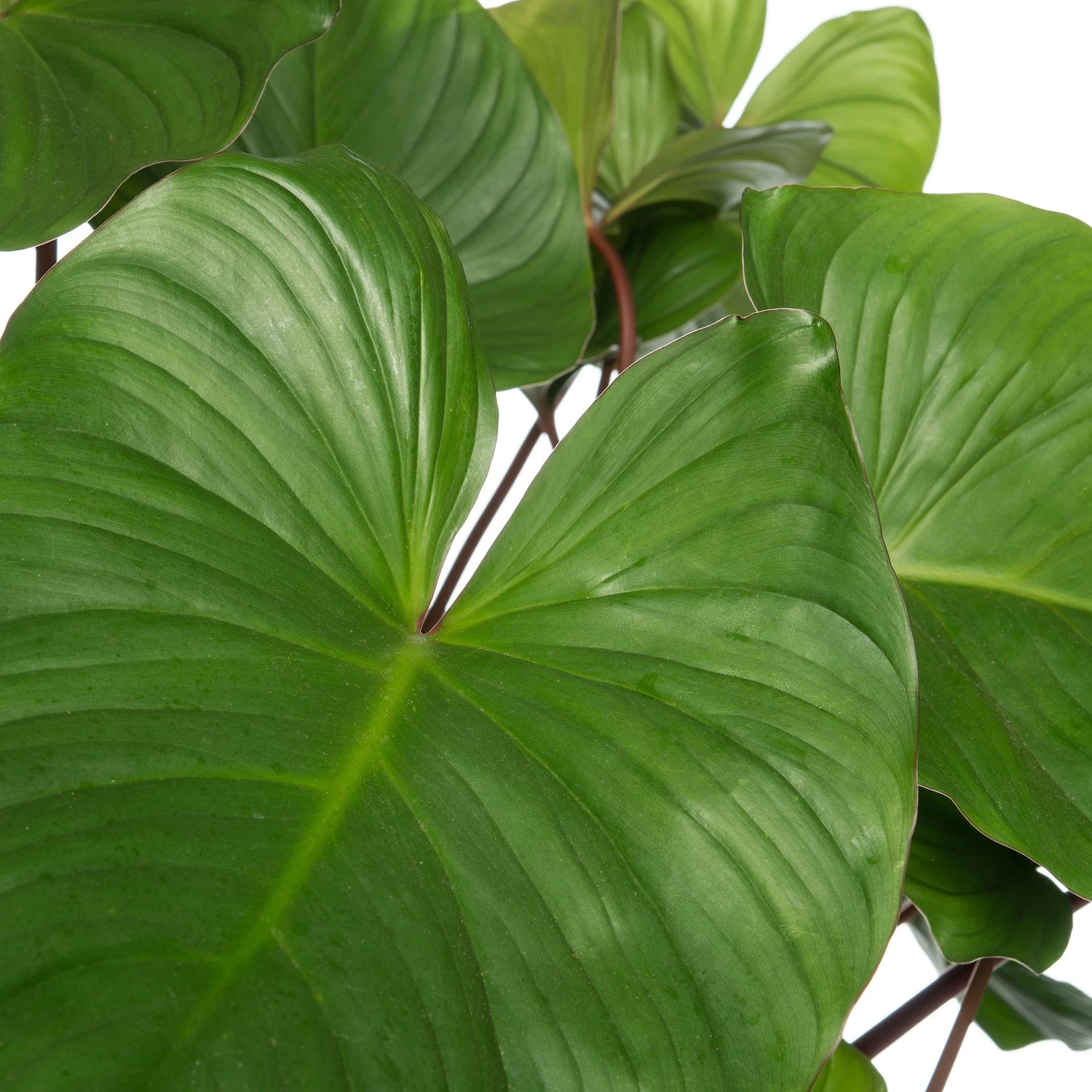 Homalomena (Homalomena Rubescens 'Maggy') D 24 H 80 Cm 2 Homalomena (Homalomena Rubescens 'Maggy') D 24 H 80 Cm - Afbeelding 2