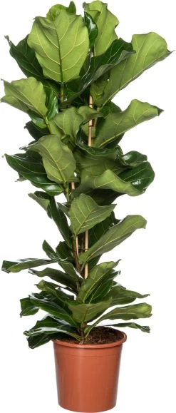 Vioolbladplant (Ficus Lyrata) D 27 H 120 Cm