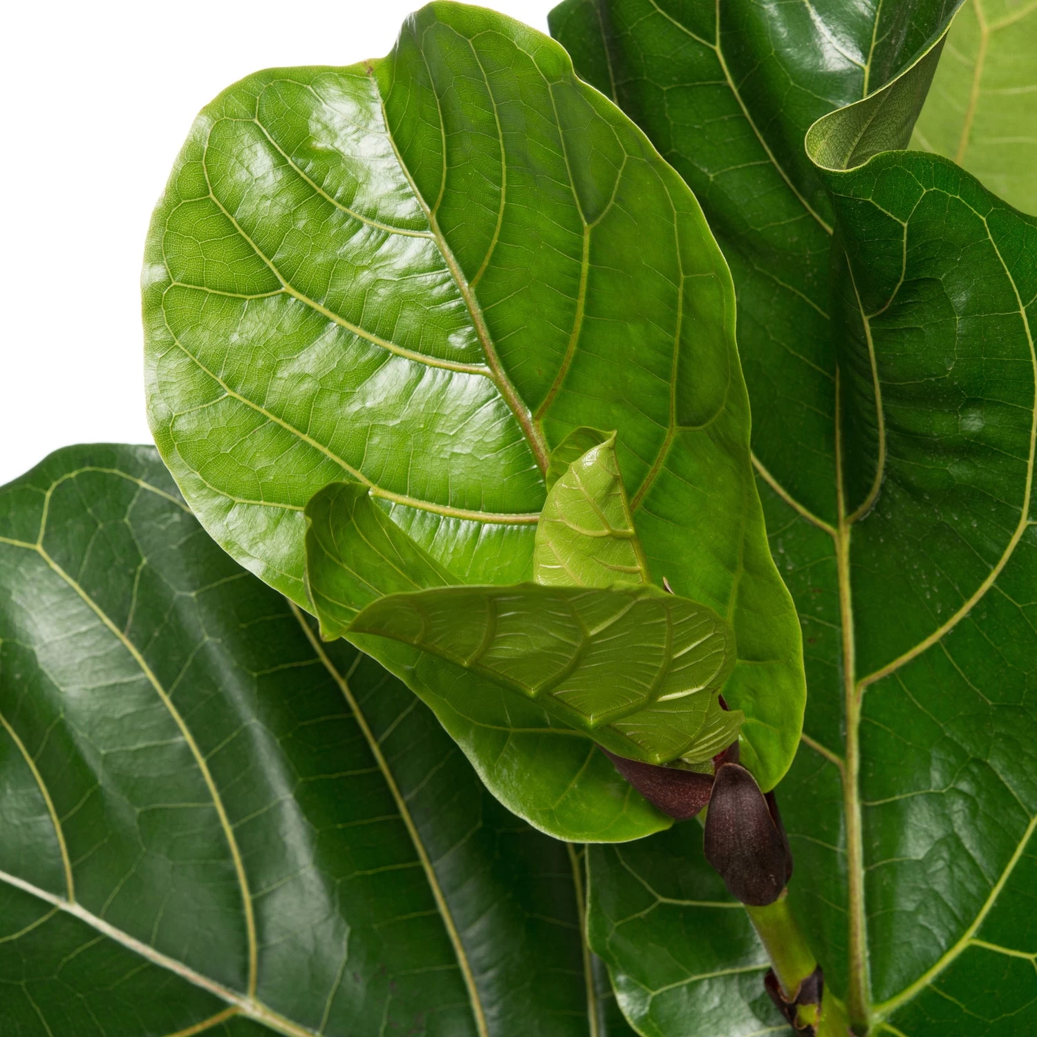 Vioolbladplant (Ficus Lyrata) D 27 H 120 Cm 2 Vioolbladplant (Ficus Lyrata) D 27 H 120 Cm - Afbeelding 2