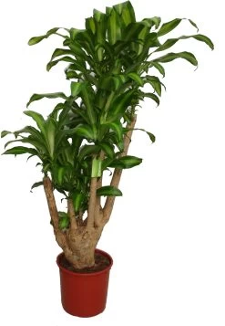 Drakenbloedboom Vertakt (Dracaena Fragrans 'Massangeana') D 35 H 170 Cm