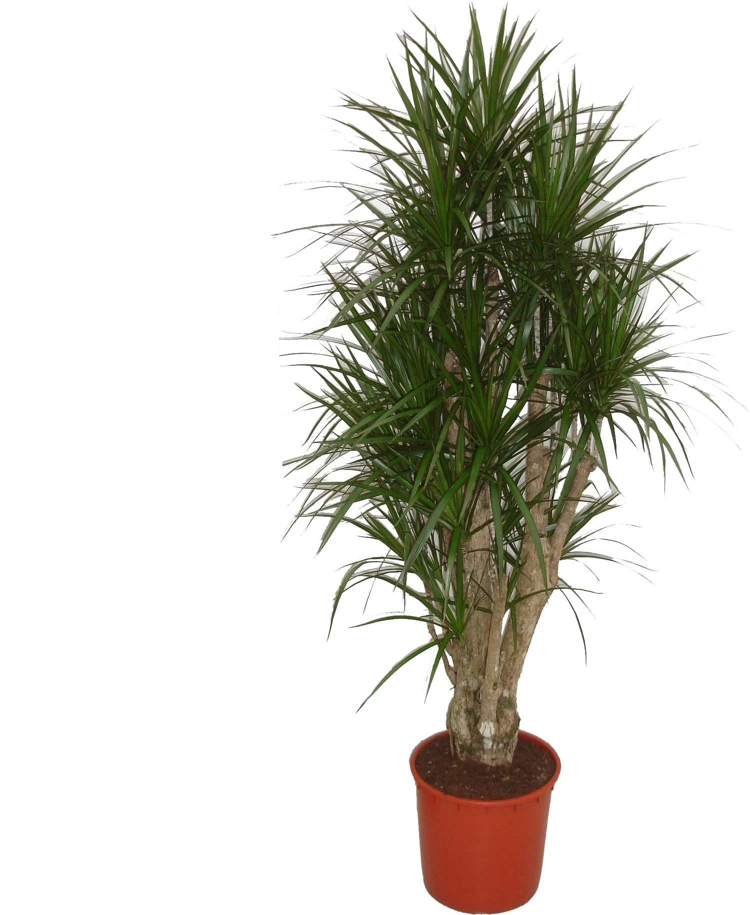 Drakenbloedboom Vertakt (Dracaena Marginata) D 35 H 180 Cm 1 Drakenbloedboom Vertakt (Dracaena Marginata) D 35 H 180 Cm