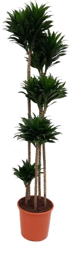 Drakenbloedboom (Dracaena Fragrans 'Compacta') D 35 H 190 Cm