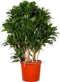 Drakenbloedboom (Dracaena Fragrans (C) 'Compacta') D 32 H 125 Cm