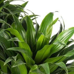 Drakenbloedboom (Dracaena Fragrans (C) 'Compacta') D 32 H 125 Cm -Kortingswinkel Voor Kamerplanten 8717263725084 2 1