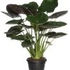 Olifantsoor (Alocasia Wentii) D 35 H 100 Cm
