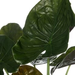 Olifantsoor (Alocasia Wentii) D 35 H 100 Cm -Kortingswinkel Voor Kamerplanten 8717263725176 2