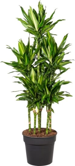 Drakenbloedboom (Dracaena Fragrans (D) 'Cintho') D 31 H 140 Cm