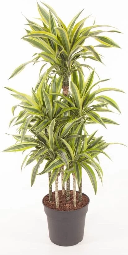 Drakenbloedboom (Dracaena Fragrans (D) 'Lemon Lime') D 31 H 140 Cm 1 Drakenbloedboom (Dracaena Fragrans (D) 'Lemon Lime') D 31 H 140 Cm