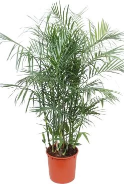 Bergpalm (Chamaedorea Seifrizii) D 34 H 160 Cm