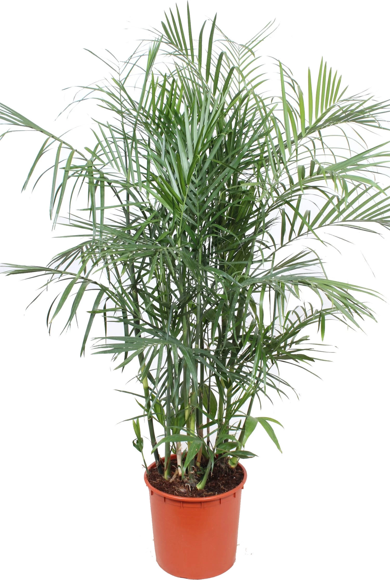 Bergpalm (Chamaedorea Seifrizii) D 34 H 160 Cm 1 Bergpalm (Chamaedorea Seifrizii) D 34 H 160 Cm