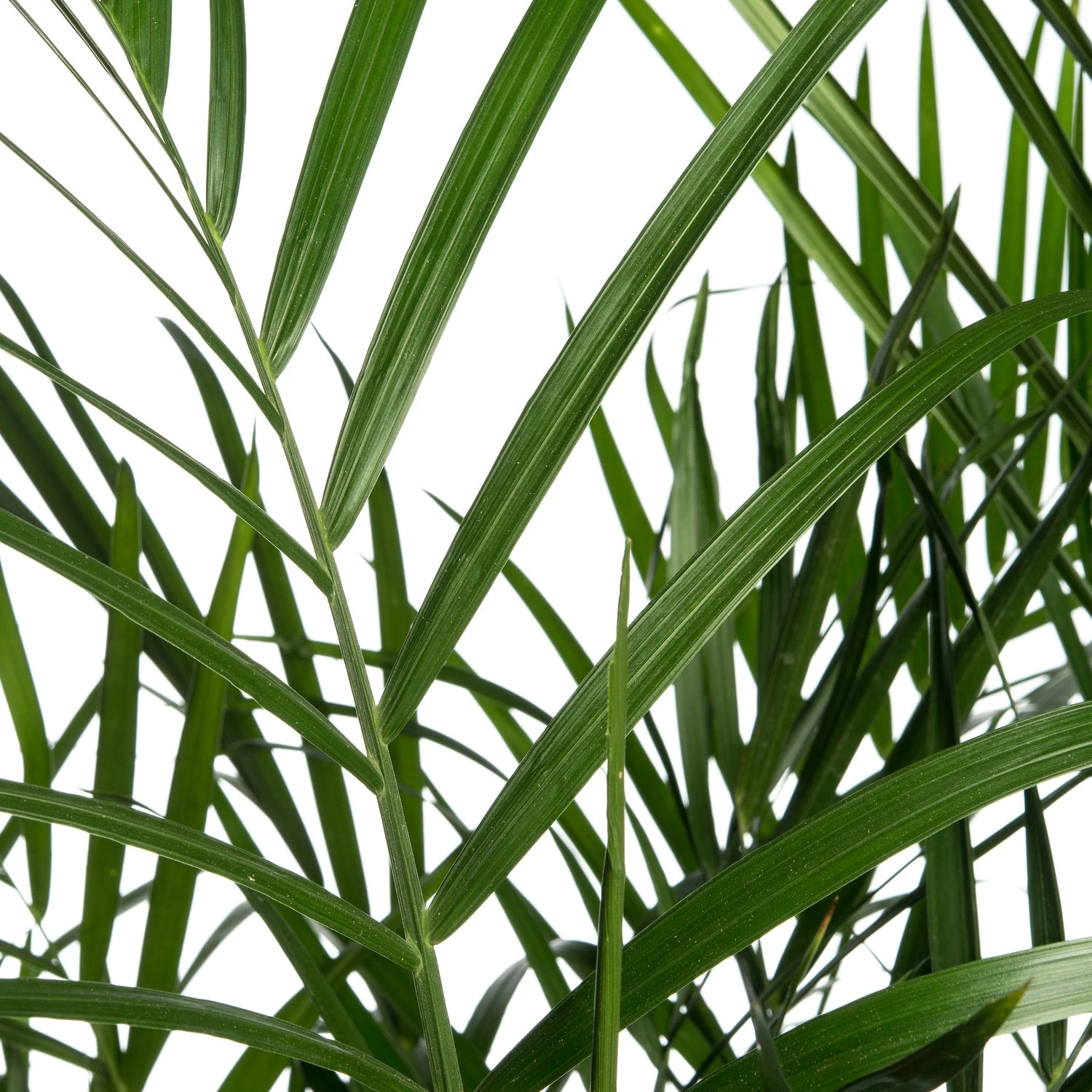 Bergpalm (Chamaedorea Seifrizii) D 34 H 160 Cm 2 Bergpalm (Chamaedorea Seifrizii) D 34 H 160 Cm - Afbeelding 2