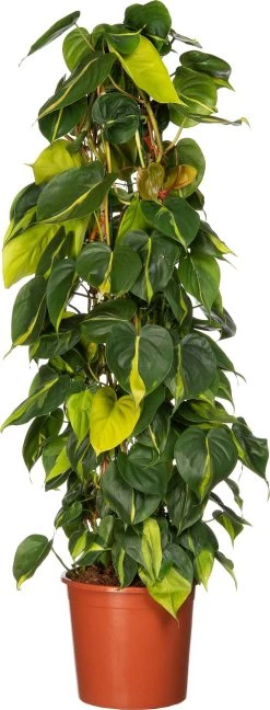 Philodendron (Philodendron Scandens 'Brasil') D 24 H 110 Cm