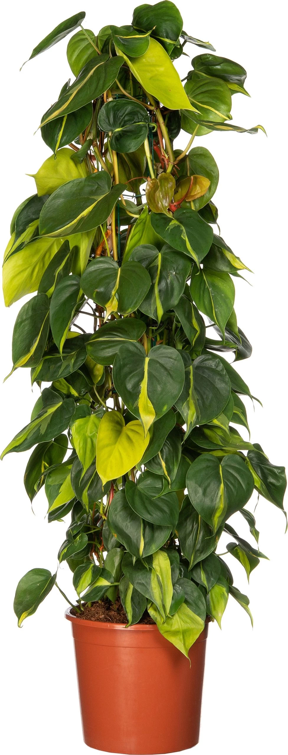 Philodendron (Philodendron Scandens 'Brasil') D 24 H 110 Cm 1 Philodendron (Philodendron Scandens 'Brasil') D 24 H 110 Cm