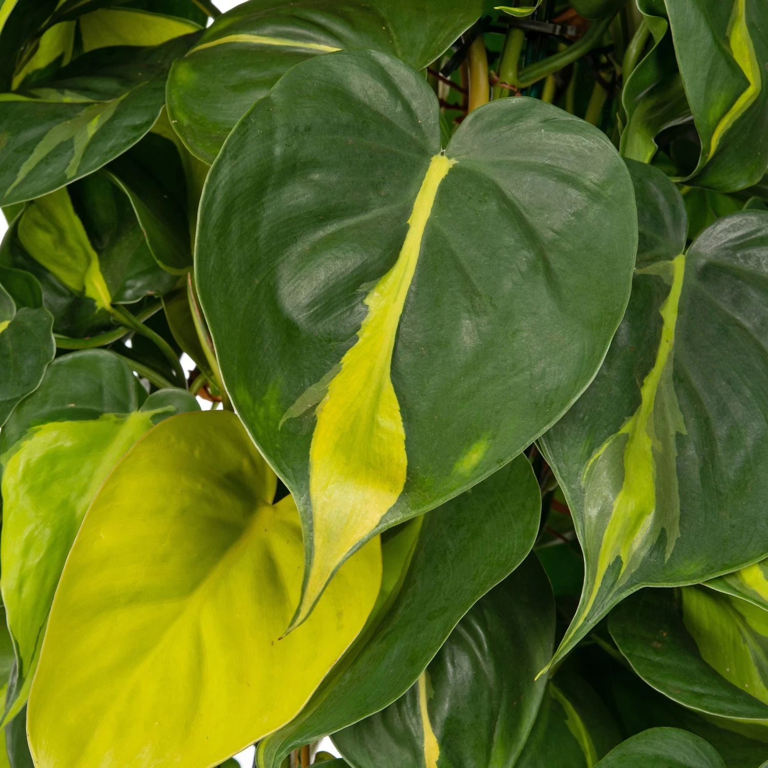 Philodendron (Philodendron Scandens 'Brasil') D 24 H 110 Cm 2 Philodendron (Philodendron Scandens 'Brasil') D 24 H 110 Cm - Afbeelding 2