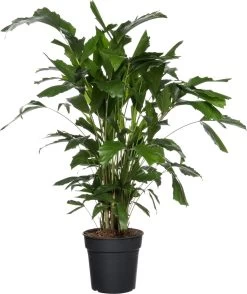 Vissenstaartpalm (Caryota Mitis) D 24 H 130 Cm