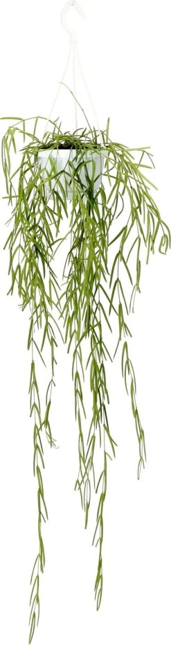 Smalle Wasbloem (Hoya Linearis) D 12 H 35 Cm