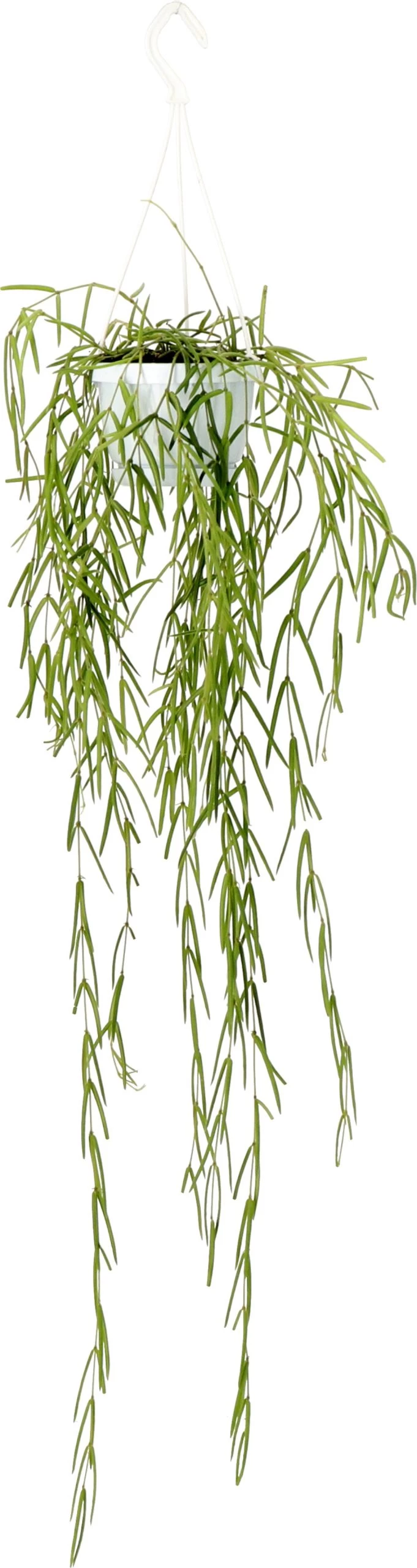 Smalle Wasbloem (Hoya Linearis) D 12 H 35 Cm 1 Smalle Wasbloem (Hoya Linearis) D 12 H 35 Cm